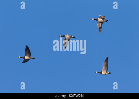 Migration von nonnengans (Branta leucopsis) Herde/Nonnengänse im Flug gegen den blauen Himmel Stockfoto
