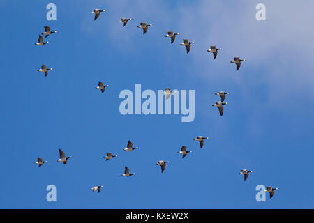 Migration von nonnengans (Branta leucopsis) Herde/Nonnengänse im Formationsflug gegen den blauen Himmel Stockfoto