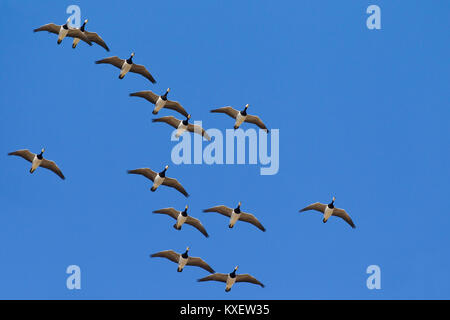 Migration von nonnengans (Branta leucopsis) Herde/Nonnengänse im Flug gegen den blauen Himmel Stockfoto