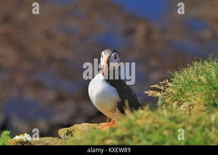 Papageientaucher in Island Westfjorde Latrabjarg niedlichen Vögel und Recht Stockfoto