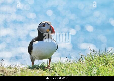 Papageientaucher in Island Westfjorde Latrabjarg niedlichen Vögel und Recht Stockfoto