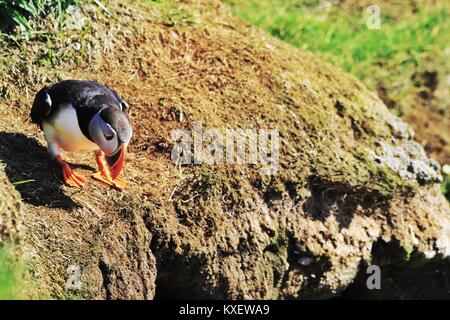 Papageientaucher in Island Westfjorde Latrabjarg niedlichen Vögel und Recht Stockfoto