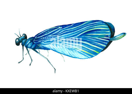 Watercolor Illustration einer Libelle. Bild eines Tieres handgefertigt. Hand Malerei insekt Lacke. Isolierte Schmetterling Muster auf weißem Hintergrund. Stockfoto