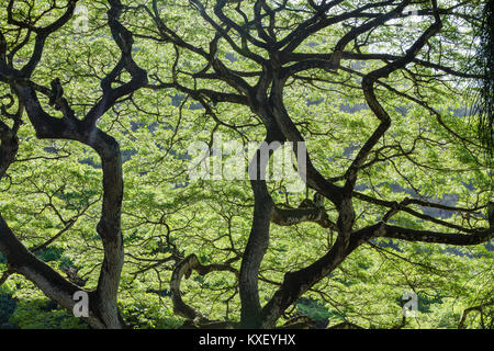 Beleuchtete grüne Blätter und verdreht sich Zweige eines Monkey Pod Baum, Albizia Saman, auf Hawaii Ohau, in der Nähe zu full frame Hintergrund anzeigen Stockfoto