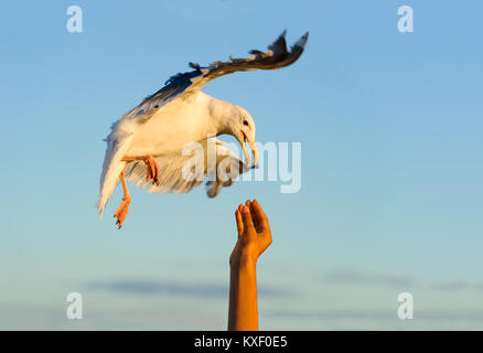 Vogel fliegen Mann ist ein Bild von einem Vogel im Flug, in Kontakt mit der Hand des Menschen in der Einheit. Stockfoto