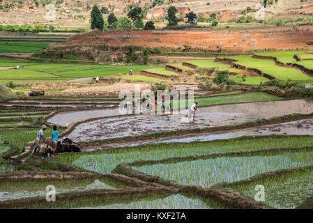 Die einheimischen Beschäftigten arbeiten in Reisfelder im Süden von Madagaskar, Afrika. Stockfoto