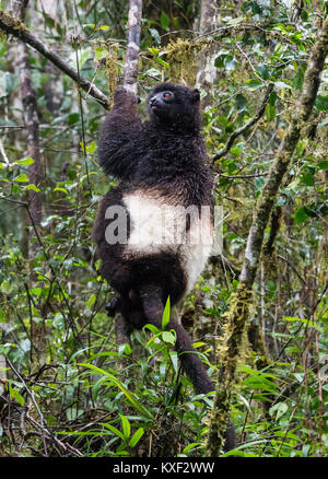 Eine Milne-Edwards' Sifaka (Propithecus Edwardsi) sitzen auf einem Baum im Regenwald. Ranomafana Nationalpark. Madagaskar, Afrika. Stockfoto