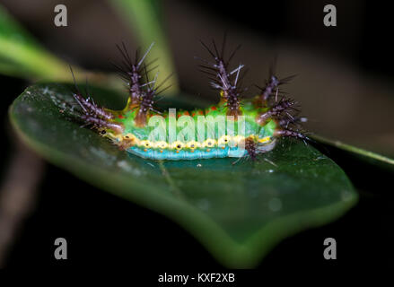 Ein limacodidae Motte Caterpillar, oder Brennnessel Slug Caterpillar (Limacodidae sp.), auf grünem Blatt. Ranomafana Nationalpark. Madagaskar, Afrika. Stockfoto