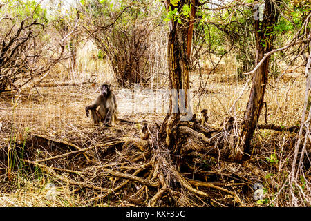 Große männliche Pavian mit junge Paviane in Dürre betroffenen Bereich der zentralen Kruger Nationalpark in Südafrika Stockfoto