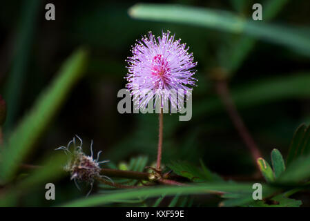 Empfindliche Pflanze, Scham, Mimosa pudica in Cairo Karnataka, Indien Stockfoto