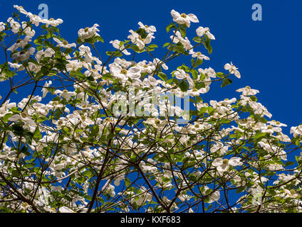 Weißer Hartriegel (Cornus Florida) in voller Blüte im Frühling. Blühende Hartriegel Stockfoto