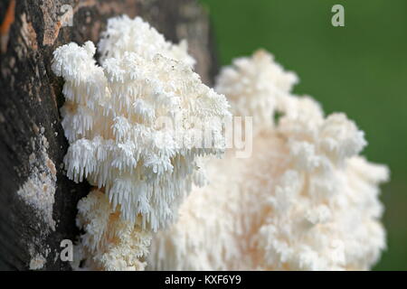 Ästiger Stachelbart Pilz, Hericium coralloides, auch als Monkey's Kopf bekannt, Lion's mane, und Bear's Kopf Stockfoto