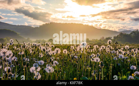 Bereich der weißen flauschigen Löwenzahn bei Nebel Sonnenaufgang. wunderschöne Landschaft Landschaft im Berggebiet Stockfoto