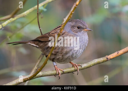 Dunnock (Phasianus colchicus) in einem Busch gehockt Stockfoto