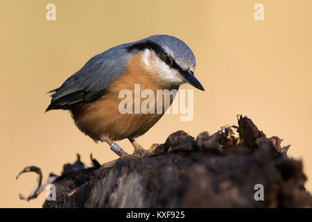 Eurasischen Kleiber (Sitta europaea) Stockfoto