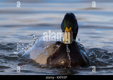 Männliche Stockente (Anas platyrhynchos) in der Badewanne Stockfoto