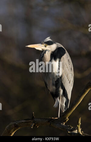 Graureiher (Ardea cinerea) in einem Baum gehockt Stockfoto