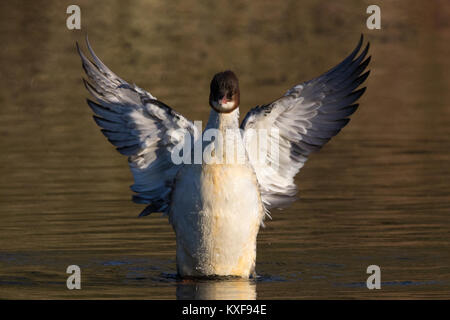 Weibchen Gänsesäger (Mergus Merganser/Gemeinsame merganser) ihre Flügel trocknen nach dem Baden Stockfoto