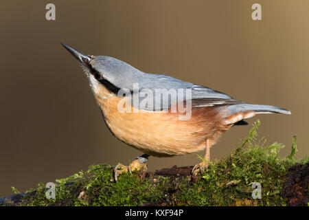 Eurasischen Kleiber (Sitta europaea) auf einem Bemoosten Ast Stockfoto