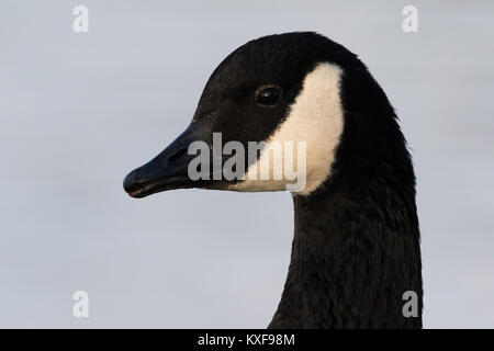 Kopfschuss von einem Kanadagans (Branta Canadensis) Stockfoto