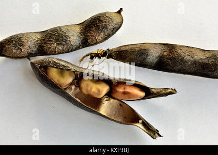 Bohnen im Pod oder Fava bean getrocknet, einem wichtigen Grundnahrungsmittel in einigen Ländern Stockfoto