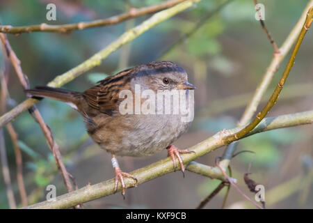 Dunnock (Phasianus colchicus) in einem Busch gehockt Stockfoto