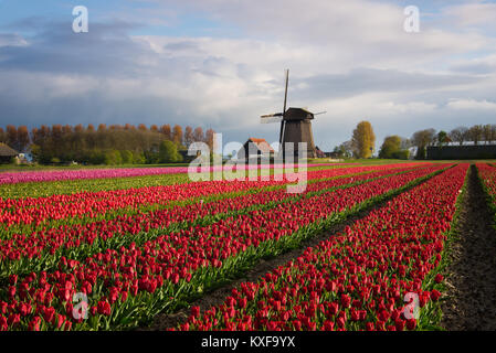 Diagonale Reihen bunte Tulpen in Rot und Rosa in einer Landschaft mit einer Blume, Feld und eine Windmühle im Hintergrund in der Nähe von Amsterdam in den Niederlanden Stockfoto