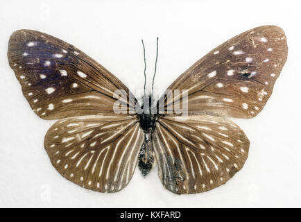 Gestreifte blaue Crow Euploea mulciber Schmetterling auf weißem Hintergrund Stockfoto