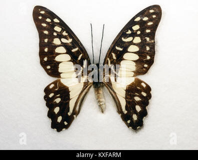 Gemeinsame Jay Schmetterling Schmetterling doson auf weißem Hintergrund Stockfoto