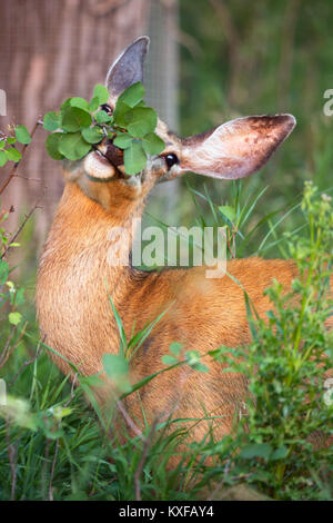 Maultier-Hirsche (Odocoileus hemionus), die sich im Wald von Saskatoon-Beerenblättern (Amelanchier alnifolia) ernährt Stockfoto