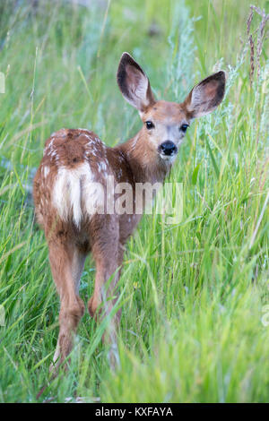 Hirsch fawn (Odocoileus Hemionus) Stockfoto