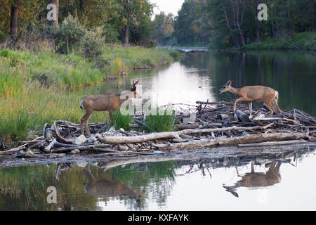 Maultier Hirsch und Buck, der über den Teich entlang des Biberdamms geht und ihn als natürliche Brücke nutzt (Odocoileus hemionus) Stockfoto