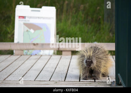 Krümmungsanalyse mit Stacheln Krümmungsanalyse mit Stacheln vorbei gehen. Melden Sie sich auf der Promenade in Inglewood Wildlife Sanctuary (Erethizon dorsatum) Stockfoto