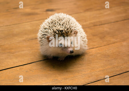 Igel Holzboden. Stockfoto