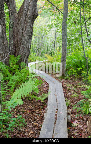 Boardwalk Teil der Asticou Stream Trail, Northeast Harbor, Maine Stockfoto