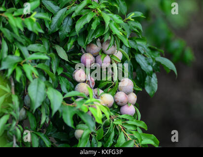 Frische Pflaumen Früchte am Baum an der Plantage im Norden von Vietnam. Stockfoto