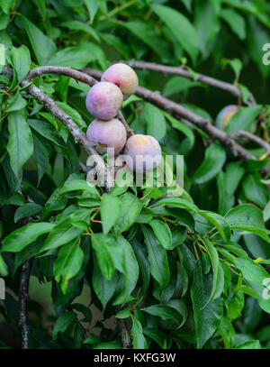 Pflaume Früchte am Baum an der Plantage im Norden von Vietnam. Stockfoto