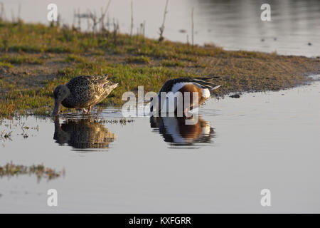 Northern shoveler Anas clypeata Paar Armacao de Pera Golfkursteich Algarve Portugal Stockfoto