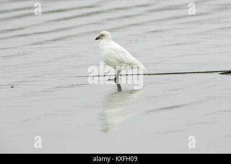 Snowy sheathbill Chionis Albus am Sandstrand Falkland Inseln Stockfoto