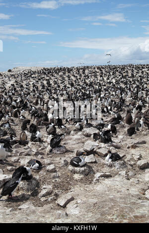 Imperial shag Leucocarbo atriceps große Kolonie Pebble Island Falkland Inseln Stockfoto