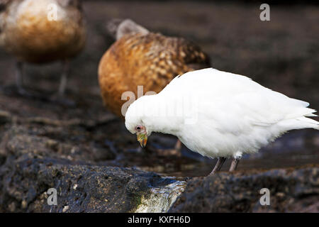 Pale-faced sheathbill Chionis albus Fütterung Saunders Island Falkland Inseln Stockfoto