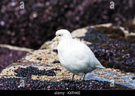 Pale-faced sheathbill Chionis Albus auf Rock Saunders Island Falkland Inseln gehockt Stockfoto