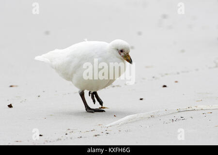 Pale-faced sheathbill Chionis Albus am Sandstrand Saunders Island Falkland Inseln Stockfoto