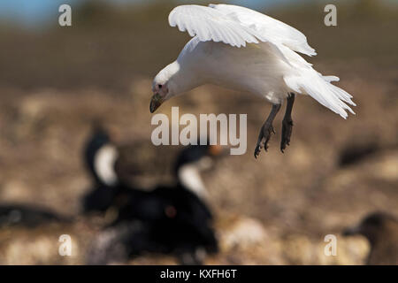 Pale-faced sheathbill Chionis Albus in der trostlosen Insel Falkland Inseln November 2015 kommen Stockfoto