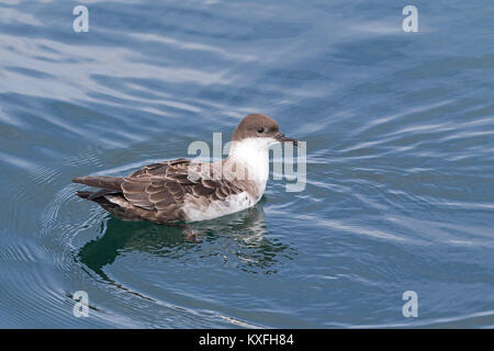 Große shearwater Puffinus gravis auf dem Meer in der Nähe von Grand Manan Island Bucht von Fundy Kanada August 2016 ruhen Stockfoto