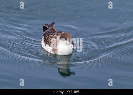 Große shearwater Puffinus gravis auf dem Meer in der Nähe von Grand Manan Island Bucht von Fundy Kanada August 2016 ruhen Stockfoto