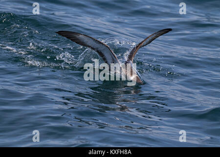 Große shearwater Puffinus gravis Landung Kopf zuerst im Meer in der Nähe von Grand Manan Island Bucht von Fundy Kanada August 2016 Stockfoto