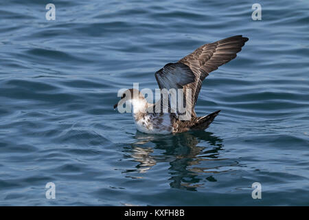 Große shearwater Puffinus gravis Landung auf dem Meer in der Nähe von Grand Manan Island Bucht von Fundy Kanada August 2016 Stockfoto