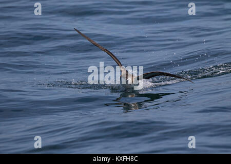 Große shearwater Puffinus gravis Landung auf dem Meer in der Nähe von Grand Manan Island Bucht von Fundy Kanada August 2016 Stockfoto