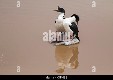 Imperial shag Phalacrocorax albiventer atriceps Paar auf einem Felsen im flachen Wasser Seelöwen Island Falkland Inseln Britisches Überseegebiet Dezember 20. Stockfoto